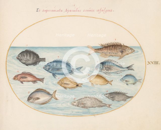 Animalia Aqvatilia et Cochiliata (Aqva): Plate XXIII, c. 1575/1580. Creator: Joris Hoefnagel.