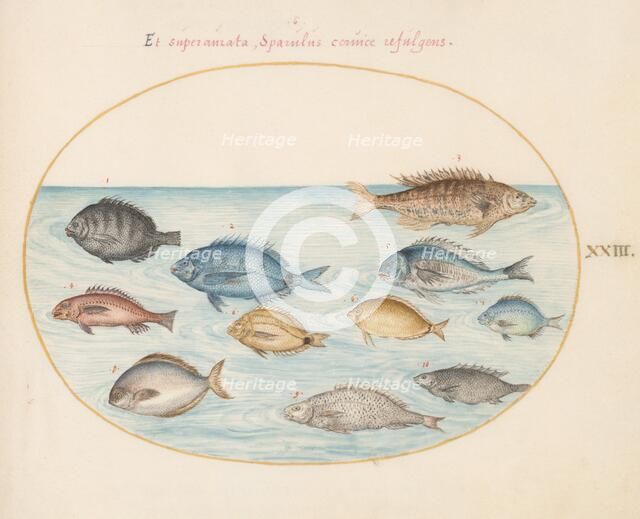 Animalia Aqvatilia et Cochiliata (Aqva): Plate XXIII, c. 1575/1580. Creator: Joris Hoefnagel.