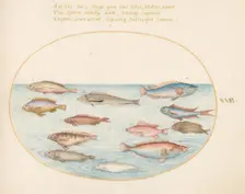 Animalia Aqvatilia et Cochiliata (Aqva): Plate XXV, c. 1575/1580. Creator: Joris Hoefnagel