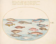 Animalia Aqvatilia et Cochiliata (Aqva): Plate XXV, c. 1575/1580. Creator: Joris Hoefnagel