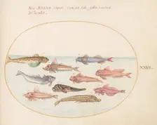 Animalia Aqvatilia et Cochiliata (Aqva): Plate XXVI, c. 1575/1580. Creator: Joris Hoefnagel