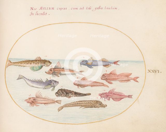 Animalia Aqvatilia et Cochiliata (Aqva): Plate XXVI, c. 1575/1580. Creator: Joris Hoefnagel.