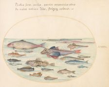 Animalia Aqvatilia et Cochiliata (Aqva): Plate XXVII, c. 1575/1580. Creator: Joris Hoefnagel