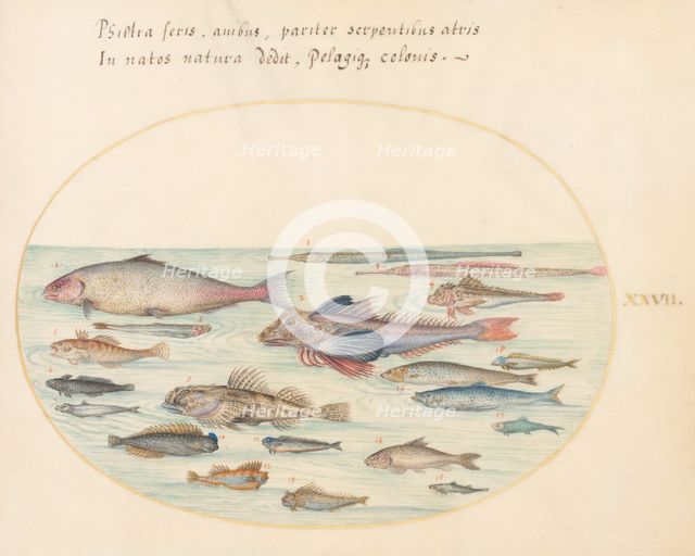 Animalia Aqvatilia et Cochiliata (Aqva): Plate XXVII, c. 1575/1580. Creator: Joris Hoefnagel.
