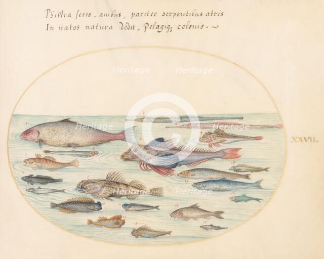 Animalia Aqvatilia et Cochiliata (Aqva): Plate XXVII, c. 1575/1580. Creator: Joris Hoefnagel.