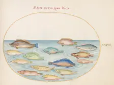 Animalia Aqvatilia et Cochiliata (Aqva): Plate XXVIII, c. 1575/1580. Creator: Joris Hoefnagel