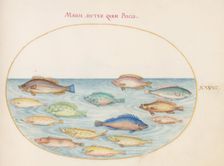Animalia Aqvatilia et Cochiliata (Aqva): Plate XXVIII, c. 1575/1580. Creator: Joris Hoefnagel