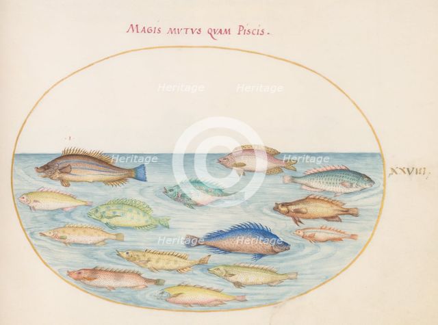 Animalia Aqvatilia et Cochiliata (Aqva): Plate XXVIII, c. 1575/1580. Creator: Joris Hoefnagel.