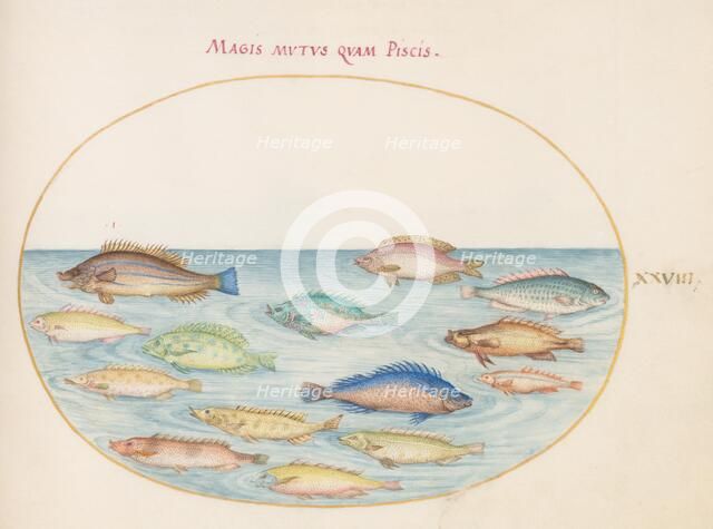 Animalia Aqvatilia et Cochiliata (Aqva): Plate XXVIII, c. 1575/1580. Creator: Joris Hoefnagel.