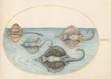Animalia Aqvatilia et Cochiliata (Aqva): Plate XXX, c. 1575/1580. Creator: Joris Hoefnagel