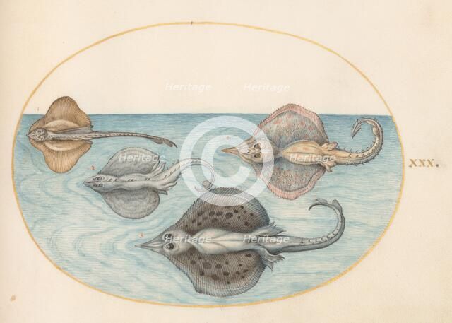 Animalia Aqvatilia et Cochiliata (Aqva): Plate XXX, c. 1575/1580. Creator: Joris Hoefnagel.