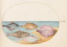 Animalia Aqvatilia et Cochiliata (Aqva): Plate XXXV, c. 1575/1580. Creator: Joris Hoefnagel