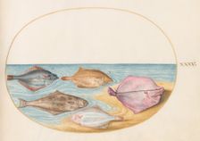 Animalia Aqvatilia et Cochiliata (Aqva): Plate XXXV, c. 1575/1580. Creator: Joris Hoefnagel