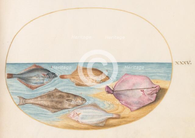 Animalia Aqvatilia et Cochiliata (Aqva): Plate XXXV, c. 1575/1580. Creator: Joris Hoefnagel.