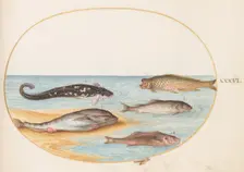 Animalia Aqvatilia et Cochiliata (Aqva): Plate XXXVI, c. 1575/1580. Creator: Joris Hoefnagel
