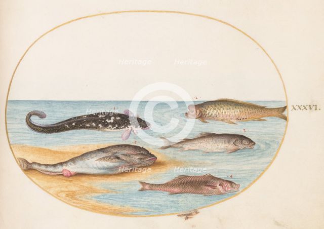 Animalia Aqvatilia et Cochiliata (Aqva): Plate XXXVI, c. 1575/1580. Creator: Joris Hoefnagel.
