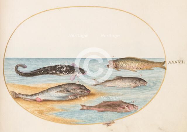 Animalia Aqvatilia et Cochiliata (Aqva): Plate XXXVI, c. 1575/1580. Creator: Joris Hoefnagel.