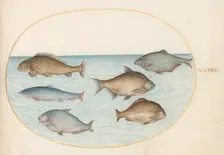 Animalia Aqvatilia et Cochiliata (Aqva): Plate XXXVII, c. 1575/1580. Creator: Joris Hoefnagel