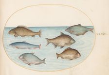 Animalia Aqvatilia et Cochiliata (Aqva): Plate XXXVII, c. 1575/1580. Creator: Joris Hoefnagel