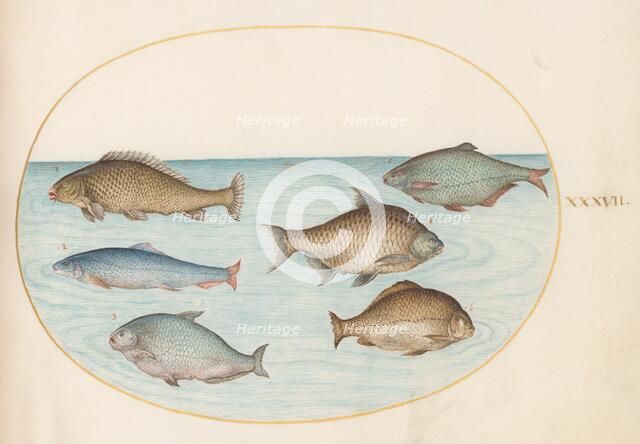 Animalia Aqvatilia et Cochiliata (Aqva): Plate XXXVII, c. 1575/1580. Creator: Joris Hoefnagel.