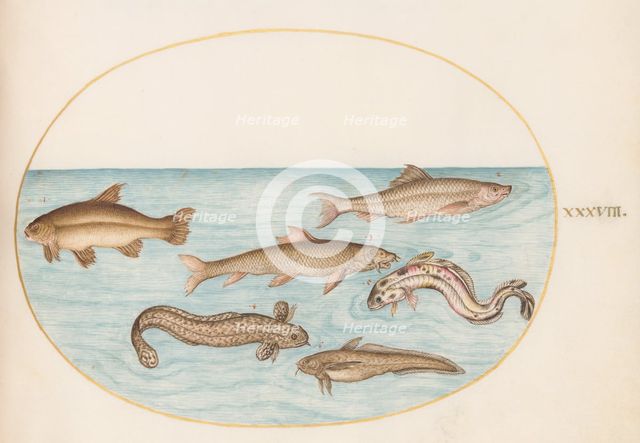 Animalia Aqvatilia et Cochiliata (Aqva): Plate XXXVIII, c. 1575/1580. Creator: Joris Hoefnagel.