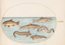 Animalia Aqvatilia et Cochiliata (Aqva): Plate XXXVIII, c. 1575/1580. Creator: Joris Hoefnagel