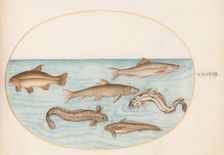 Animalia Aqvatilia et Cochiliata (Aqva): Plate XXXVIII, c. 1575/1580. Creator: Joris Hoefnagel