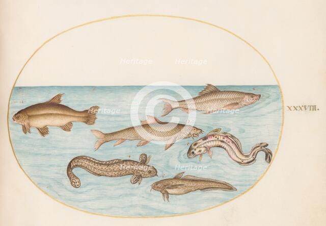 Animalia Aqvatilia et Cochiliata (Aqva): Plate XXXVIII, c. 1575/1580. Creator: Joris Hoefnagel.