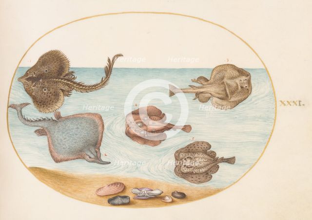 Animalia Aqvatilia et Cochiliata (Aqva): Plate XXXI, c. 1575/1580. Creator: Joris Hoefnagel.