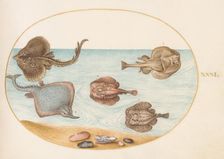Animalia Aqvatilia et Cochiliata (Aqva): Plate XXXI, c. 1575/1580. Creator: Joris Hoefnagel