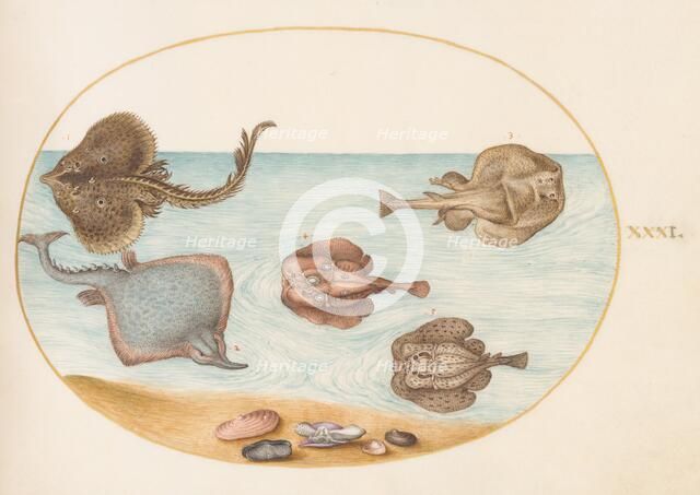 Animalia Aqvatilia et Cochiliata (Aqva): Plate XXXI, c. 1575/1580. Creator: Joris Hoefnagel.