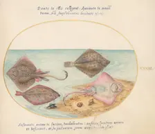 Animalia Aqvatilia et Cochiliata (Aqva): Plate XXXII, c. 1575/1580. Creator: Joris Hoefnagel