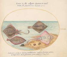 Animalia Aqvatilia et Cochiliata (Aqva): Plate XXXII, c. 1575/1580. Creator: Joris Hoefnagel