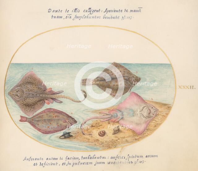 Animalia Aqvatilia et Cochiliata (Aqva): Plate XXXII, c. 1575/1580. Creator: Joris Hoefnagel.