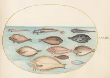 Animalia Aqvatilia et Cochiliata (Aqva): Plate XXXIII, c. 1575/1580. Creator: Joris Hoefnagel