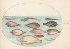 Animalia Aqvatilia et Cochiliata (Aqva): Plate XXXIII, c. 1575/1580. Creator: Joris Hoefnagel