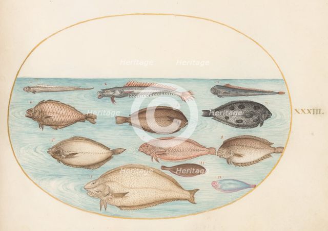 Animalia Aqvatilia et Cochiliata (Aqva): Plate XXXIII, c. 1575/1580. Creator: Joris Hoefnagel.