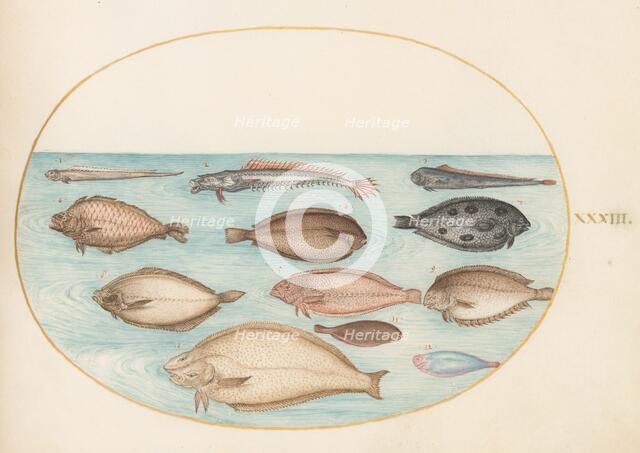 Animalia Aqvatilia et Cochiliata (Aqva): Plate XXXIII, c. 1575/1580. Creator: Joris Hoefnagel.