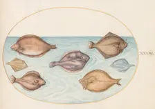 Animalia Aqvatilia et Cochiliata (Aqva): Plate XXXIV, c. 1575/1580. Creator: Joris Hoefnagel