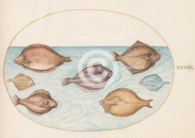 Animalia Aqvatilia et Cochiliata (Aqva): Plate XXXIV, c. 1575/1580. Creator: Joris Hoefnagel.