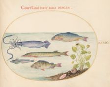 Animalia Aqvatilia et Cochiliata (Aqva): Plate XXXIX, c. 1575/1580. Creator: Joris Hoefnagel