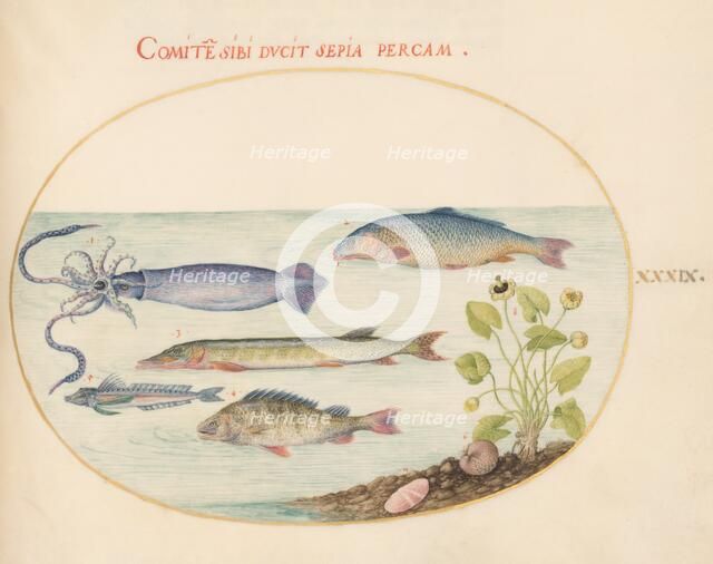 Animalia Aqvatilia et Cochiliata (Aqva): Plate XXXIX, c. 1575/1580. Creator: Joris Hoefnagel.