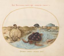 Animalia Aqvatilia et Cochiliata (Aqva): Plate I, c. 1575/1580. Creator: Joris Hoefnagel