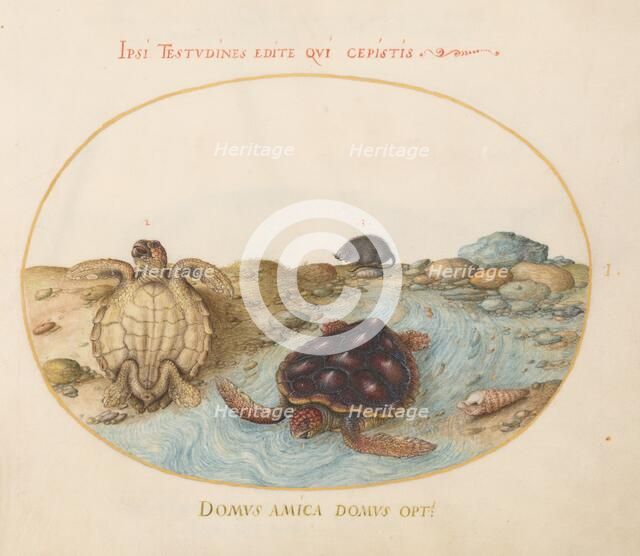 Animalia Aqvatilia et Cochiliata (Aqva): Plate I, c. 1575/1580. Creator: Joris Hoefnagel.