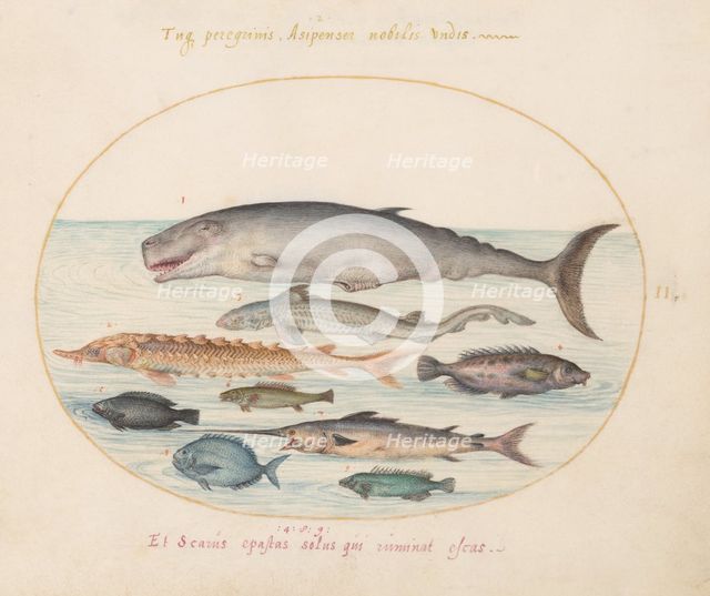 Animalia Aqvatilia et Cochiliata (Aqva): Plate II, c. 1575/1580. Creator: Joris Hoefnagel.