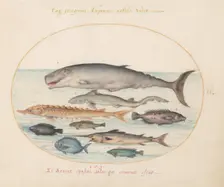 Animalia Aqvatilia et Cochiliata (Aqva): Plate II, c. 1575/1580. Creator: Joris Hoefnagel