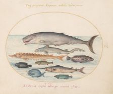 Animalia Aqvatilia et Cochiliata (Aqva): Plate II, c. 1575/1580. Creator: Joris Hoefnagel