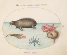 Animalia Aqvatilia et Cochiliata (Aqva): Plate III, c. 1575/1580. Creator: Joris Hoefnagel