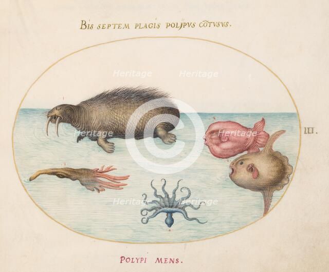 Animalia Aqvatilia et Cochiliata (Aqva): Plate III, c. 1575/1580. Creator: Joris Hoefnagel.