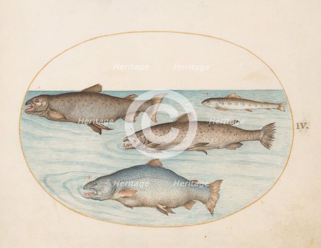 Animalia Aqvatilia et Cochiliata (Aqva): Plate IV, c. 1575/1580. Creator: Joris Hoefnagel.